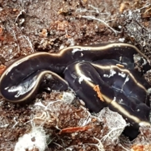 Caenoplana coerulea at Acton, ACT - 23 Jun 2021