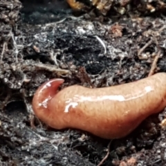 Australopacifica graminicola (Brown-speckled planarian) at Acton, ACT - 23 Jun 2021 by trevorpreston