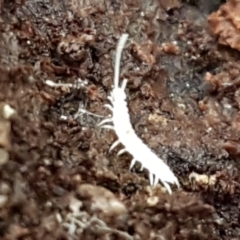 Symphyla (class) (Symphylan or garden centipede) at Acton, ACT - 23 Jun 2021 by tpreston