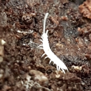 Symphyla (class) at Acton, ACT - 23 Jun 2021 03:36 PM