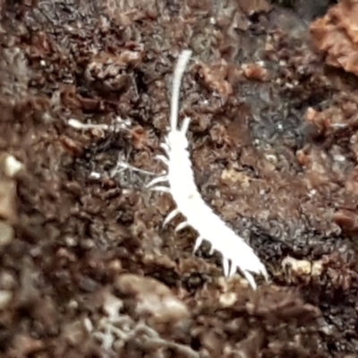 Symphyla (class) (Symphylan or garden centipede) at ANBG South Annex - 23 Jun 2021 by tpreston