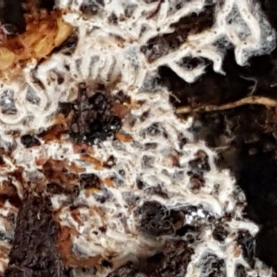 Unidentified Fungus at ANBG South Annex - 23 Jun 2021 by tpreston