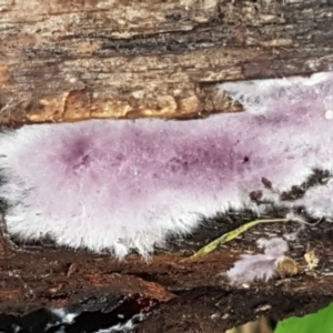 Corticioid fungi at Acton, ACT - 23 Jun 2021 03:38 PM