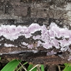 Corticioid fungi at Acton, ACT - 23 Jun 2021