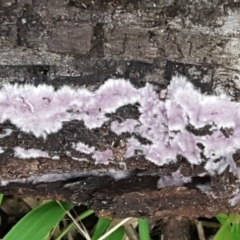 Corticioid fungi at Acton, ACT - 23 Jun 2021 03:38 PM