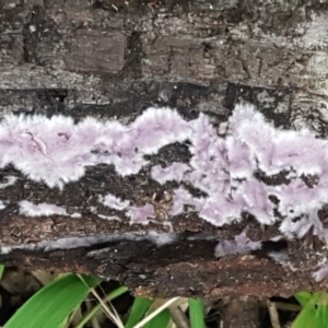 Corticioid fungi at Acton, ACT - 23 Jun 2021 03:38 PM