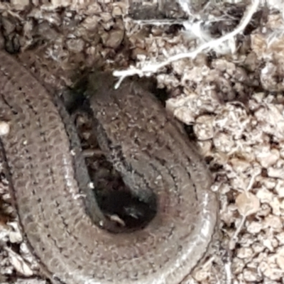 Hemiergis talbingoensis (Three-toed Skink) at Acton, ACT - 23 Jun 2021 by tpreston