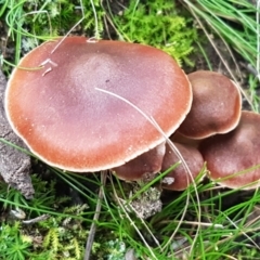 Hypholoma sp. at ANBG South Annex - 23 Jun 2021 by trevorpreston