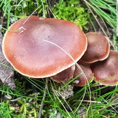 Hypholoma sp. at ANBG South Annex - 23 Jun 2021 by trevorpreston