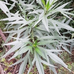 Solanum aviculare at Acton, ACT - 23 Jun 2021