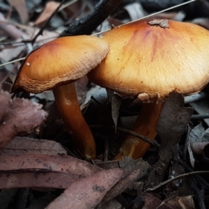 zz agaric (stem; gills not white/cream) at Acton, ACT - 23 Jun 2021