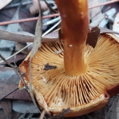 zz agaric (stem; gills not white/cream) at Acton, ACT - 23 Jun 2021