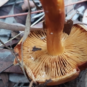 zz agaric (stem; gills not white/cream) at Acton, ACT - 23 Jun 2021 03:56 PM