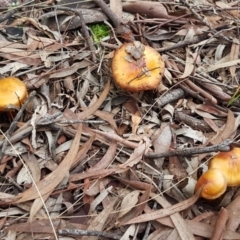 zz agaric (stem; gills not white/cream) at Acton, ACT - 23 Jun 2021 03:56 PM