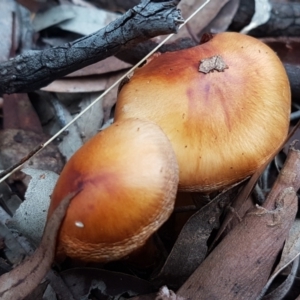 zz agaric (stem; gills not white/cream) at Acton, ACT - 23 Jun 2021