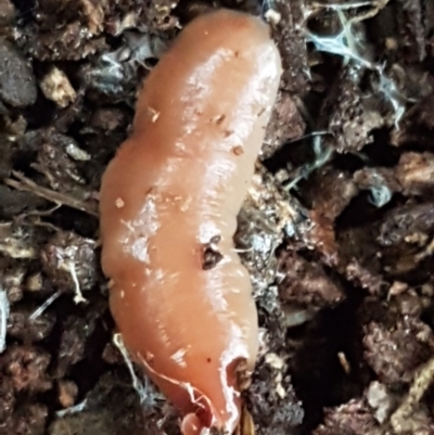 Australoplana alba (A flatworm) at Acton, ACT - 23 Jun 2021 by trevorpreston