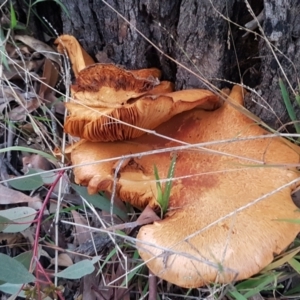 Gymnopilus junonius at Acton, ACT - 23 Jun 2021