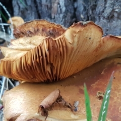 Gymnopilus junonius at Acton, ACT - 23 Jun 2021 04:14 PM