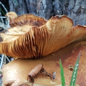 Gymnopilus junonius at Acton, ACT - 23 Jun 2021