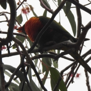 Trichoglossus moluccanus at Wanniassa, ACT - 23 Jun 2021