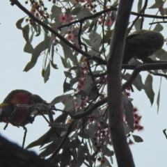 Trichoglossus moluccanus at Wanniassa, ACT - 23 Jun 2021