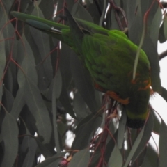 Trichoglossus moluccanus at Wanniassa, ACT - 23 Jun 2021