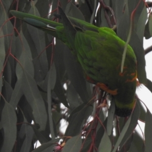 Trichoglossus moluccanus at Wanniassa, ACT - 23 Jun 2021