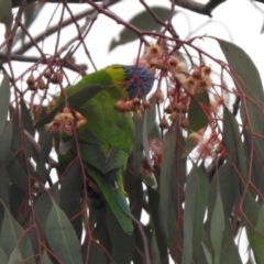 Trichoglossus moluccanus at Wanniassa, ACT - 23 Jun 2021