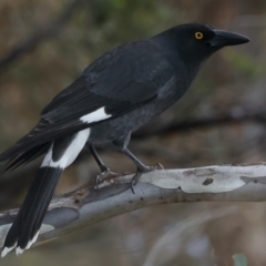 Strepera graculina (Pied Currawong) at Ainslie, ACT - 23 Jun 2021 by jb2602