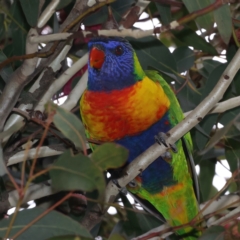 Trichoglossus moluccanus (Rainbow Lorikeet) at Ainslie, ACT - 23 Jun 2021 by jbromilow50