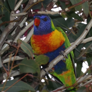 Trichoglossus moluccanus at Ainslie, ACT - 23 Jun 2021