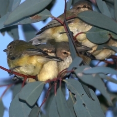 Smicrornis brevirostris (Weebill) at Majura, ACT - 23 Jun 2021 by jbromilow50