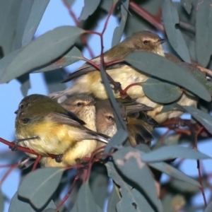 Smicrornis brevirostris at Majura, ACT - 23 Jun 2021