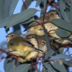 Smicrornis brevirostris at Majura, ACT - 23 Jun 2021