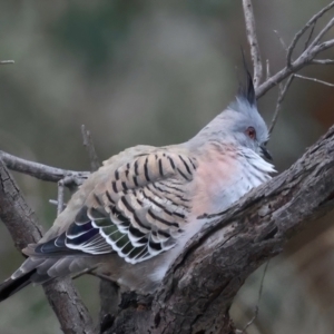 Ocyphaps lophotes at Ainslie, ACT - 23 Jun 2021