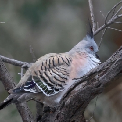 Ocyphaps lophotes (Crested Pigeon) at Ainslie, ACT - 23 Jun 2021 by jbromilow50