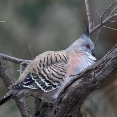 Ocyphaps lophotes (Crested Pigeon) at Ainslie, ACT - 23 Jun 2021 by jb2602