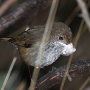 Acanthiza pusilla at Majura, ACT - 23 Jun 2021