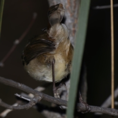 Acanthiza pusilla at Majura, ACT - 23 Jun 2021