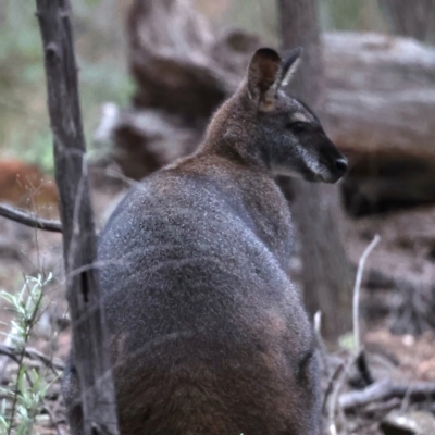 Notamacropus rufogriseus (Red-necked Wallaby) at Mount Ainslie - 23 Jun 2021 by jb2602