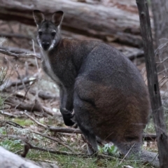 Notamacropus rufogriseus at Majura, ACT - 23 Jun 2021