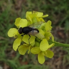 Tachinidae sp. (family) at Mount Ainslie to Black Mountain - 3 Jan 2021 by JanetRussell