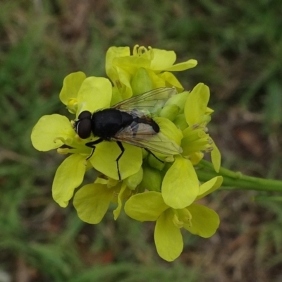 Tachinidae sp. (family) at Campbell, ACT - 3 Jan 2021 by JanetRussell