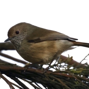 Acanthiza pusilla at Majura, ACT - 21 Jun 2021