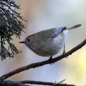 Acanthiza pusilla at Majura, ACT - 21 Jun 2021