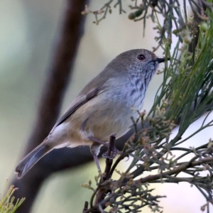 Acanthiza pusilla at Majura, ACT - 21 Jun 2021