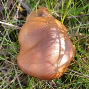 Cortinarius sp. at Cook, ACT - 21 Jun 2021