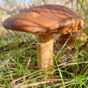 Cortinarius sp. at Cook, ACT - 21 Jun 2021