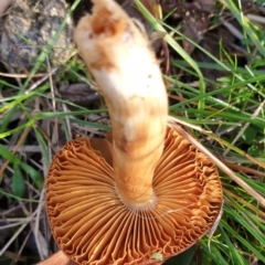 Cortinarius sp. at Cook, ACT - 21 Jun 2021