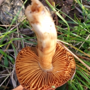 Cortinarius sp. at Cook, ACT - 21 Jun 2021 09:34 AM